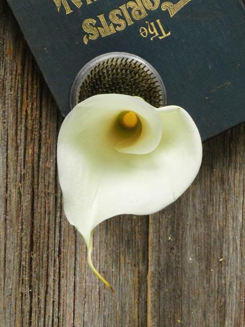  WHITE CALLA LILY